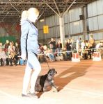 21.09.2013- CACIB-FCI " . -2013" . (,   )