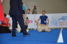 World Dog Show 2016