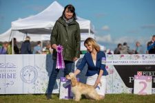      ! International Dog-Show Moscow Nights, Serpukhov (14.09.2019) (4 )