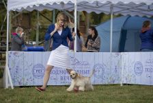      ! International Dog-Show Moscow Nights, Serpukhov (14.09.2019) (4 )