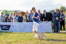      ! International Dog-Show Moscow Nights, Serpukhov (14.09.2019) (4 )