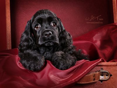 MAJESTIC IMAGE Black Pearl Jacqueline ()